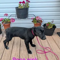 Rose pink, a female German Shepherd Dog and Golden Retriever for sale in New Castle, IN – Photo 4 of 10