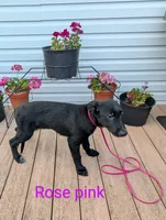 Rose pink, a female German Shepherd Dog and Golden Retriever for sale in New Castle, IN – Photo 4 of 10