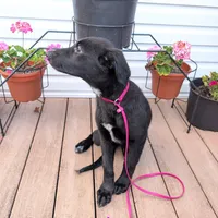 Rose pink, a female German Shepherd Dog and Golden Retriever for sale in New Castle, IN – Photo 7 of 10