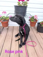Rose pink, a female German Shepherd Dog and Golden Retriever for sale in New Castle, IN – Photo 7 of 10