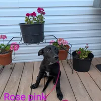 Rose pink, a female German Shepherd Dog and Golden Retriever for sale in New Castle, IN – Photo 3 of 10