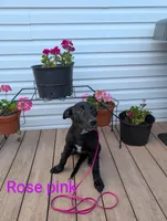 Rose pink, a female German Shepherd Dog and Golden Retriever for sale in New Castle, IN – Photo 3 of 10