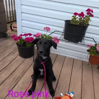 Rose pink, a female German Shepherd Dog and Golden Retriever for sale in New Castle, IN – Photo 5 of 10
