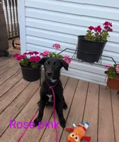 Rose pink, a female German Shepherd Dog and Golden Retriever for sale in New Castle, IN – Photo 5 of 10