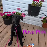 Rose pink, a female German Shepherd Dog and Golden Retriever for sale in New Castle, IN – Photo 1 of 10