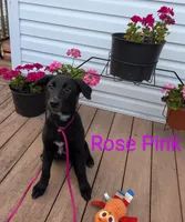 Rose pink, a female German Shepherd Dog and Golden Retriever for sale in New Castle, IN – Photo 1 of 10
