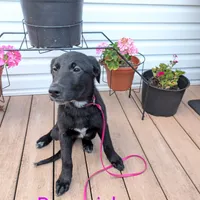 Rose pink, a female German Shepherd Dog and Golden Retriever for sale in New Castle, IN – Photo 6 of 10