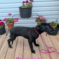 Rose pink, a female German Shepherd Dog and Golden Retriever for sale in New Castle, IN – Photo 2 of 10