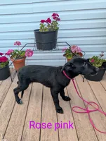 Rose pink, a female German Shepherd Dog and Golden Retriever for sale in New Castle, IN – Photo 2 of 10