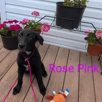 Rose pink, a female German Shepherd Dog and Golden Retriever for sale in New Castle, IN – Photo 8 of 10