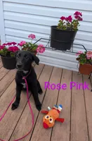 Rose pink, a female German Shepherd Dog and Golden Retriever for sale in New Castle, IN – Photo 8 of 10