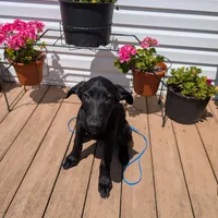 Light blue, a male German Shepherd Dog and Golden Retriever for sale in New Castle, IN – Photo 5 of 10