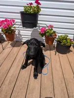 Light blue, a male German Shepherd Dog and Golden Retriever for sale in New Castle, IN – Photo 5 of 10