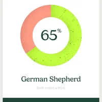 Light blue, a male German Shepherd Dog and Golden Retriever for sale in New Castle, IN – Photo 8 of 10