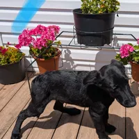 Light blue, a male German Shepherd Dog and Golden Retriever for sale in New Castle, IN – Photo 2 of 10