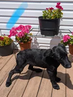 Light blue, a male German Shepherd Dog and Golden Retriever for sale in New Castle, IN – Photo 2 of 10