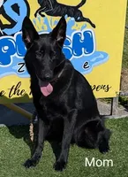 Light blue, a male German Shepherd Dog and Golden Retriever for sale in New Castle, IN – Photo 7 of 10