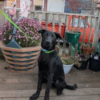 Light blue, a male German Shepherd Dog and Golden Retriever for sale in New Castle, IN – Photo 10 of 10