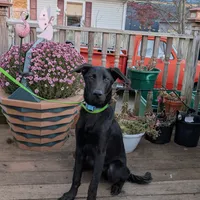 Light blue, a male German Shepherd Dog and Golden Retriever for sale in New Castle, IN – Photo 9 of 10