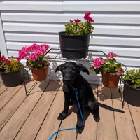 Light blue, a male German Shepherd Dog and Golden Retriever for sale in New Castle, IN – Photo 4 of 10