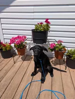 Light blue, a male German Shepherd Dog and Golden Retriever for sale in New Castle, IN – Photo 4 of 10