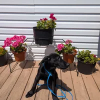 Light blue, a male German Shepherd Dog and Golden Retriever for sale in New Castle, IN – Photo 3 of 10
