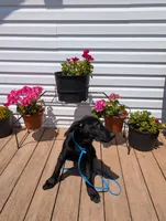 Light blue, a male German Shepherd Dog and Golden Retriever for sale in New Castle, IN – Photo 3 of 10