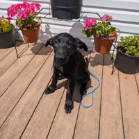 Light blue, a male German Shepherd Dog and Golden Retriever for sale in New Castle, IN – Photo 1 of 10