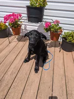 Light blue, a male German Shepherd Dog and Golden Retriever for sale in New Castle, IN – Photo 1 of 10