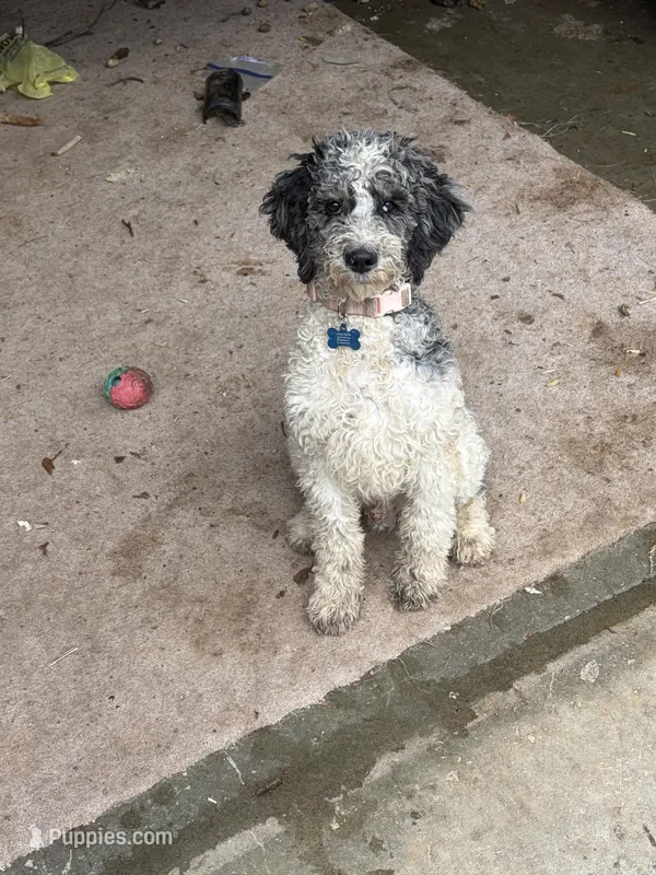 Merlin – Poodle - Standard  puppy for sale in Bloomsdale, MO