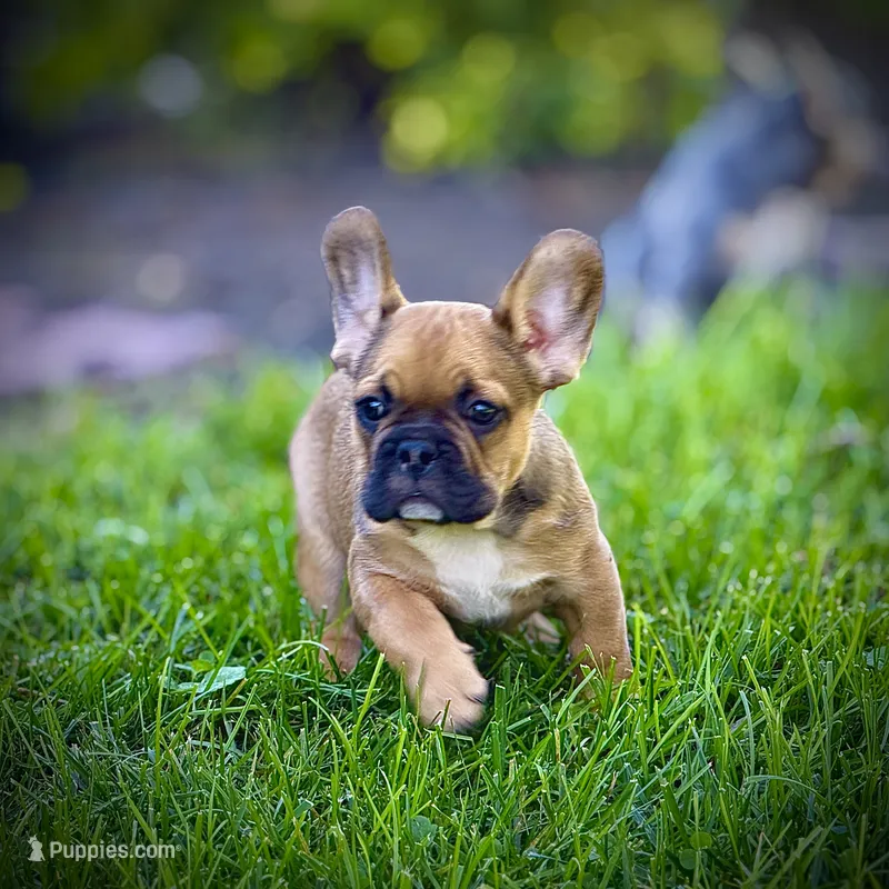 Draxx – French Bulldog puppy for sale in Gaston, IN