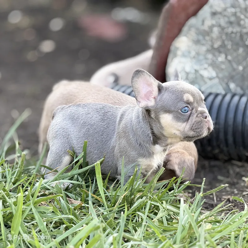 Yondu – French Bulldog puppy for sale in Gaston, IN