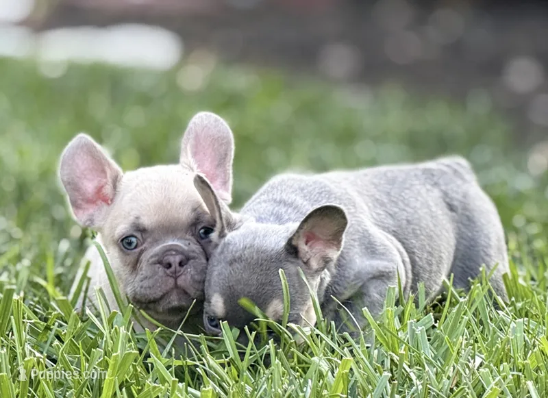Rocket – French Bulldog puppy for sale in Gaston, IN