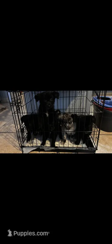 Oreo – German Shepherd Dog, Golden Retriever puppy for sale in Orlando, FL