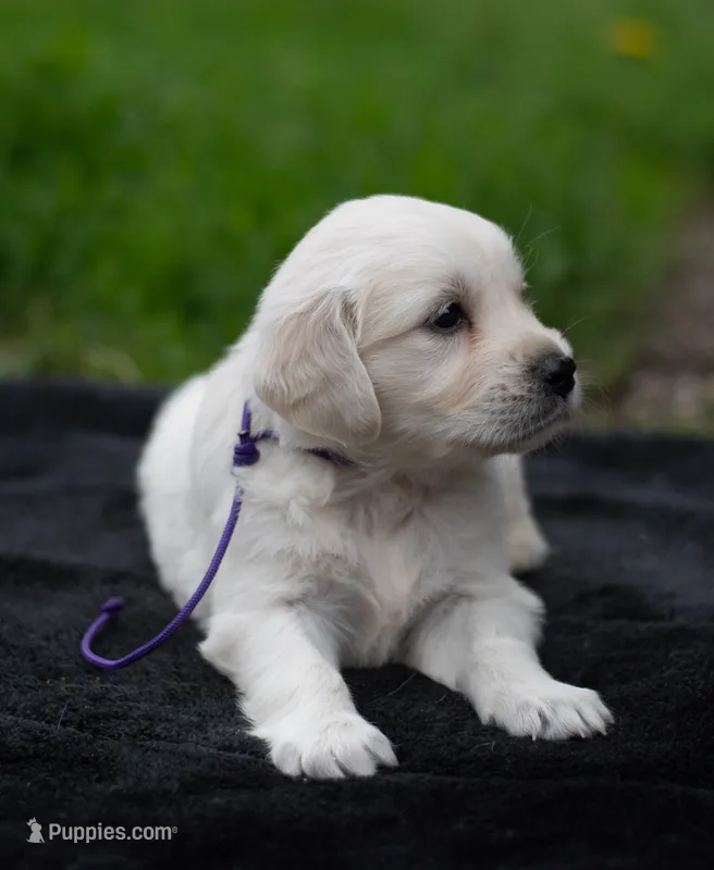 Ms Purple – Golden Retriever puppy for sale in Janesville, WI