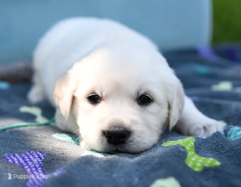 Male 5th Pick – Golden Retriever puppy for sale in Janesville, WI