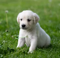 Duke , a male Golden Retriever for sale in Janesville, WI – 1 of 5