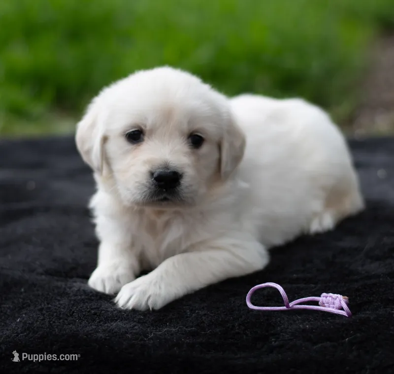 Ms Purple – English Cream Golden Retriever puppy for sale in Janesville, WI