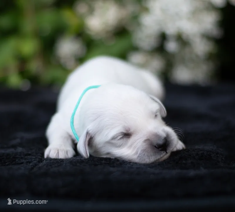 English Female #3 – Golden Retriever puppy for sale in Janesville, WI