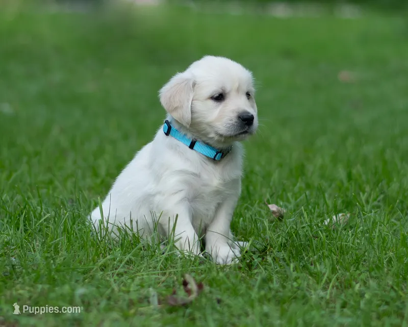 Ms Baby - Ready 9/18 – Golden Retriever puppy for sale in Janesville, WI