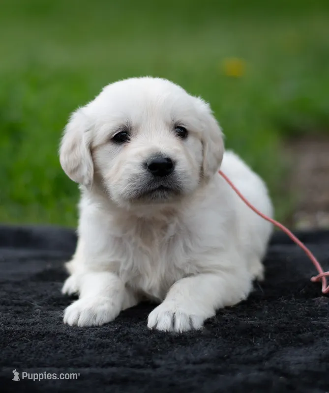 Ms Peach – English Cream Golden Retriever puppy for sale in Janesville, WI