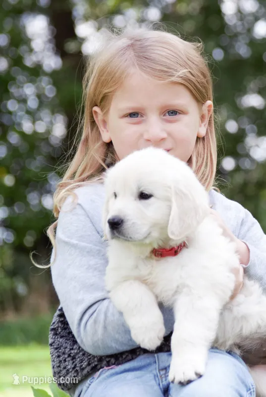 Spring Girl – Golden Retriever puppy for sale in Janesville, WI