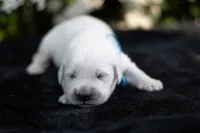 Mr Blue, a male English Cream Golden Retriever for sale in Janesville, WI – 1 of 6