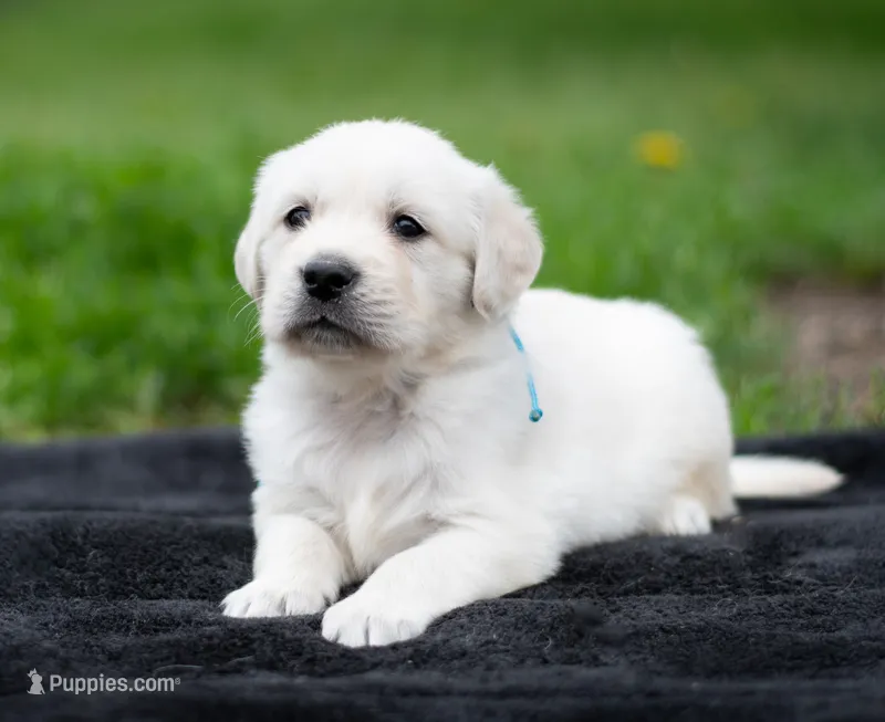 Mr Blue – English Cream Golden Retriever puppy for sale in Janesville, WI