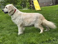 Mr Orange, a female Golden Retriever for sale in Janesville, WI – 4 of 4