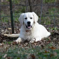 English Male #2, a male Golden Retriever for sale in Janesville, WI – 3 of 3