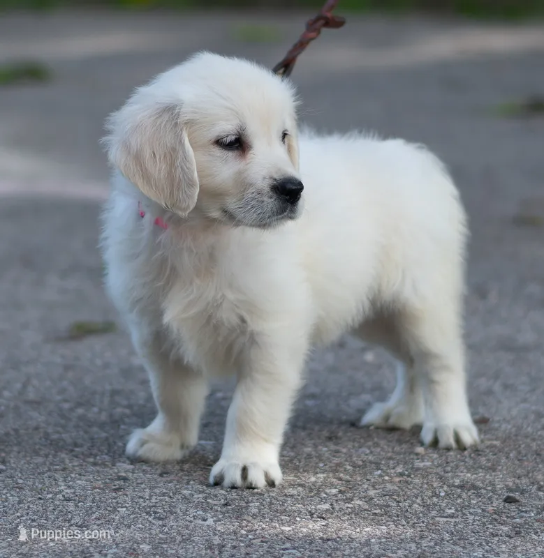 Lacey – English Cream Golden Retriever puppy for sale in Janesville, WI