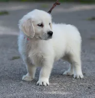 Lacey, a female English Cream Golden Retriever for sale in Janesville, WI – 1 of 2