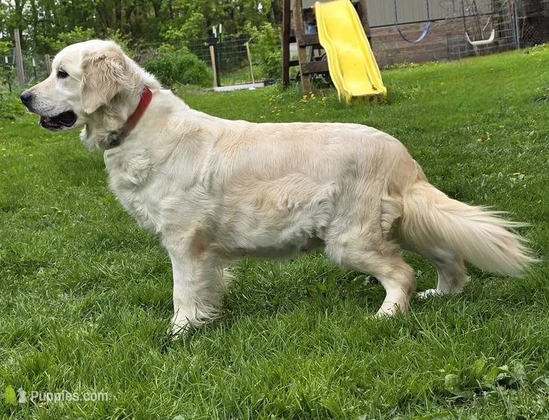 4th Pick Female, a female Golden Retriever for sale in Janesville, WI – 1 of 2