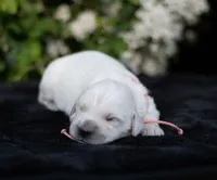 Ms Peach, a female English Cream Golden Retriever for sale in Janesville, WI – 5 of 5